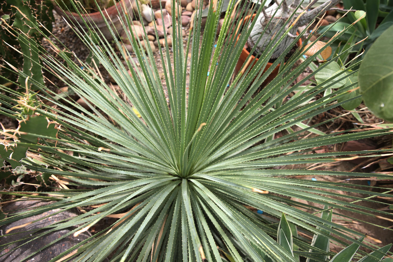 Bear grass